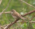 /album/my-local-birding-gallery/whitethroat-on-erries-reserve-june-jpg/